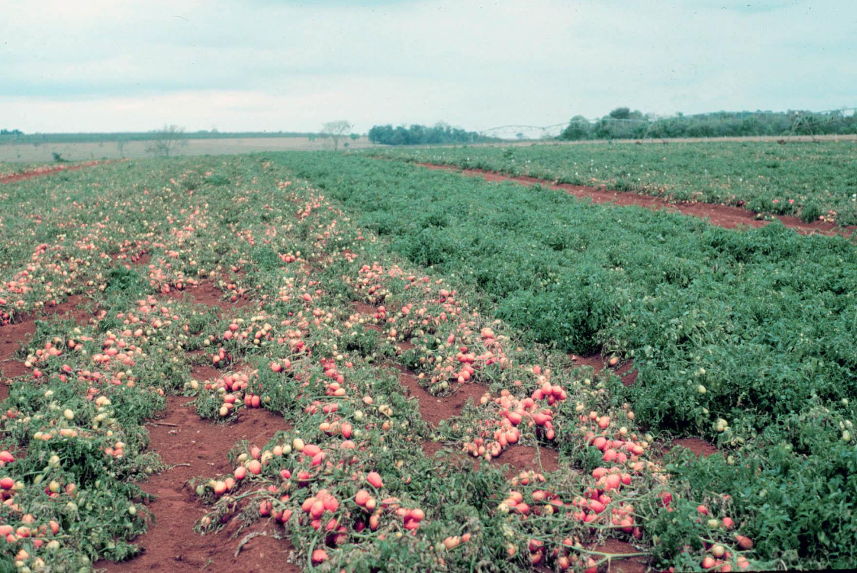 Fatores que favoreceram a expansão do pólo agroprocessador de tomate do Cerrado Experimentação visando à identificação