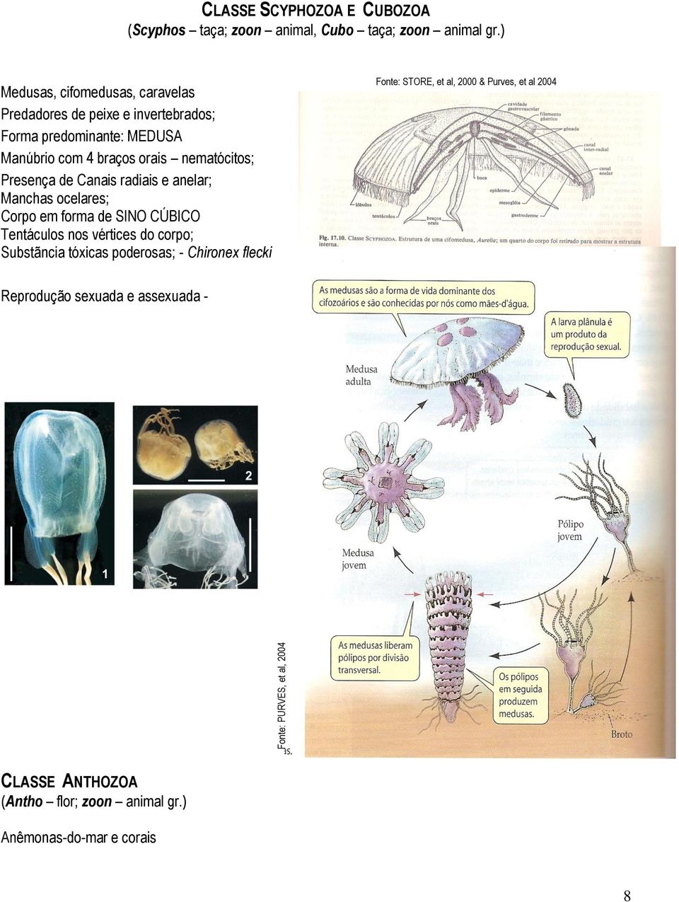 Presença de Canais radiais e anelar; Manchas ocelares; Corpo em forma de SINO CÚBICO Tentáculos nos vértices do corpo; Substãncia tóxicas