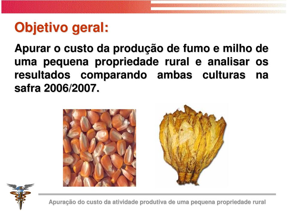 comparando ambas culturas na safra 2006/2007.