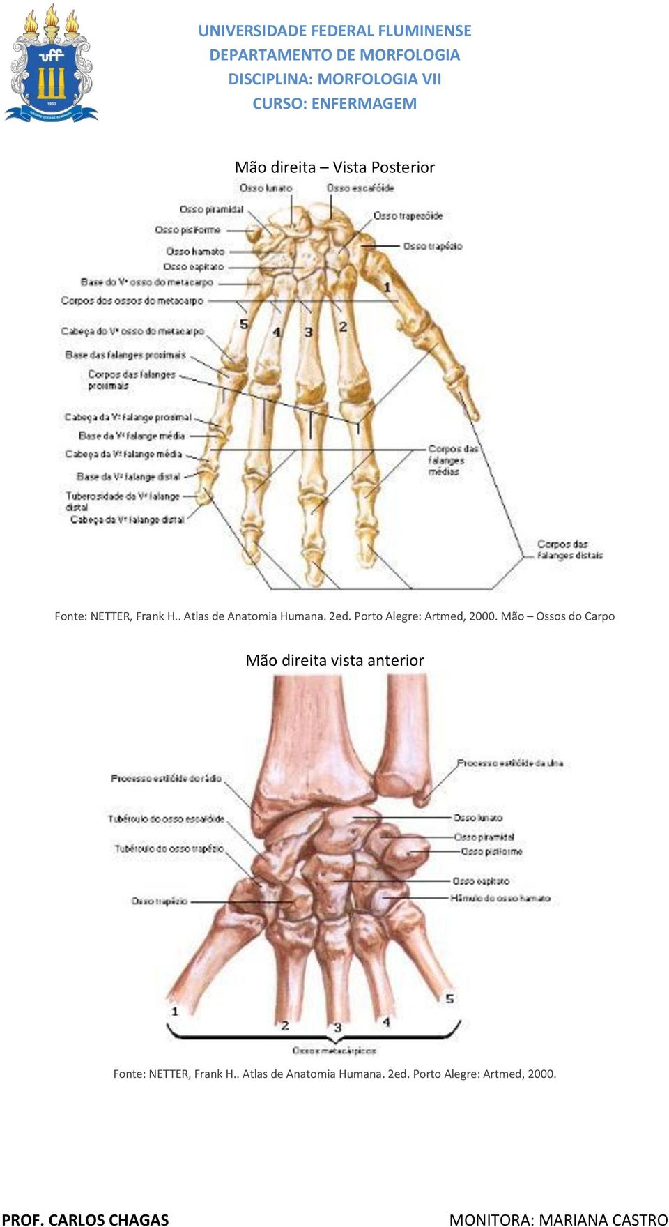 Mão Ossos do Carpo Mão direita vista anterior Fonte: NETTER,
