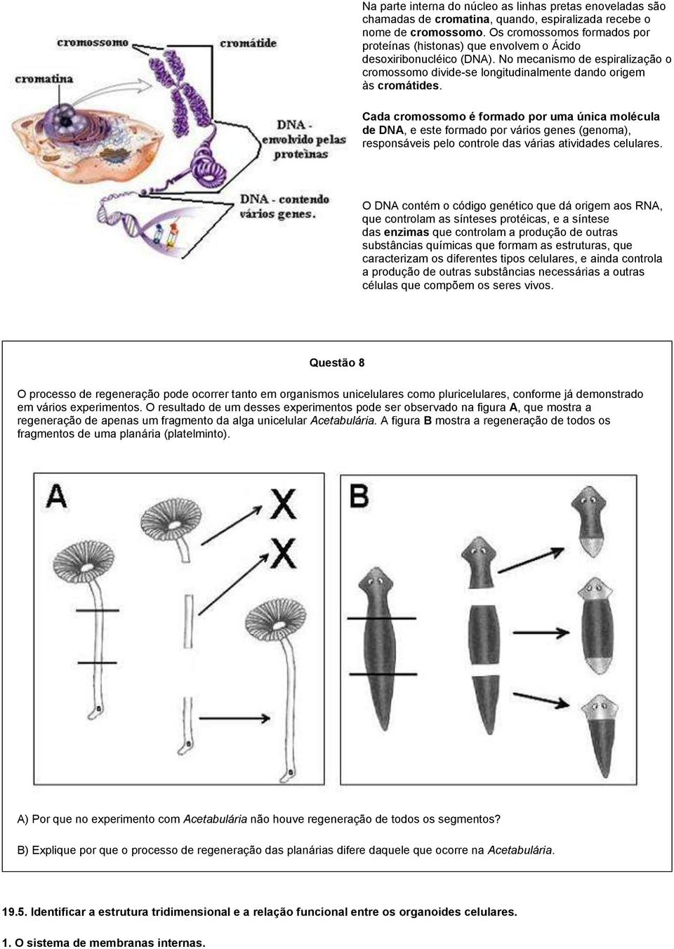 Cada cromossomo é formado por uma única molécula de DNA, e este formado por vários genes (genoma), responsáveis pelo controle das várias atividades celulares.