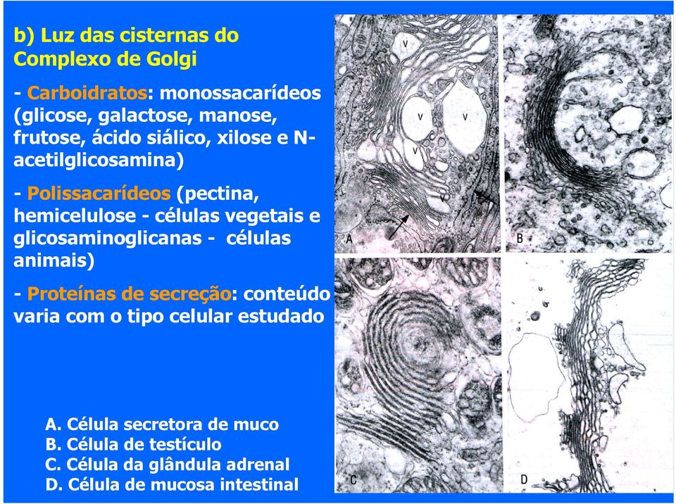 vegetais e glicosaminoglicanas - células animais) - Proteínas de secreção: conteúdo varia com o tipo celular