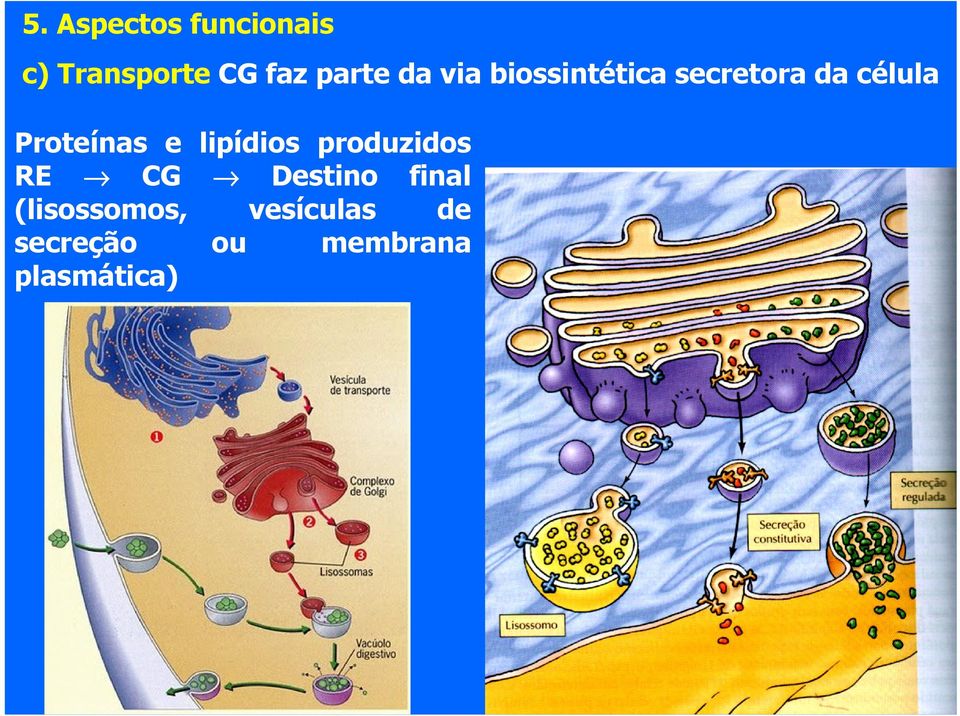 e lipídios produzidos RE CG Destino final
