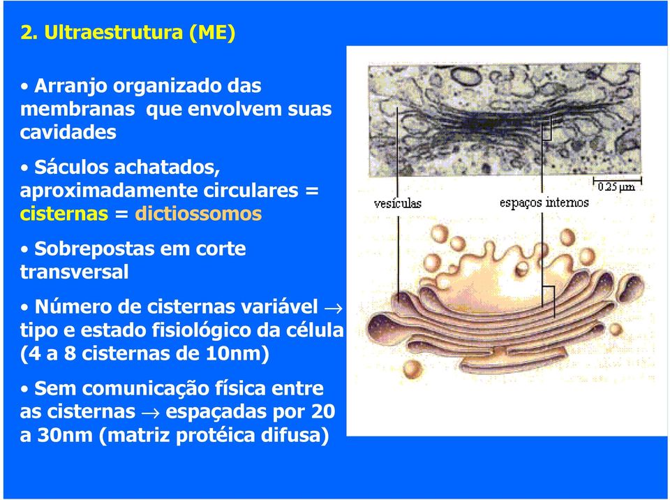 transversal Número de cisternas variável tipo e estado fisiológico da célula (4 a 8