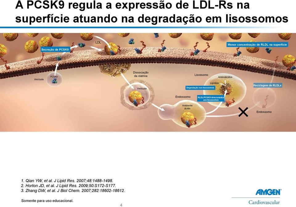 Reciclagem de RLDLs Endossomo RLDL/PCSK9 direcionados aos lisossomos Ambiente ácido Endossomo 1. Qian YW, et al. J Lipid Res.