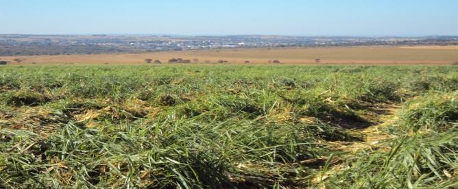 Sistema de produção que integra as atividades agrícola, pecuária e florestal,