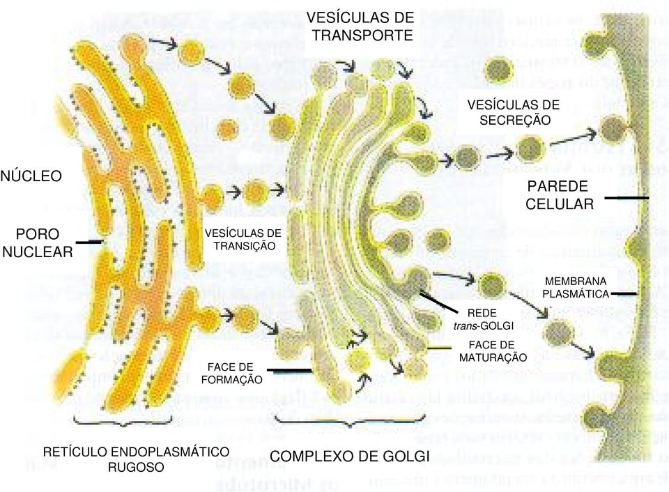 DE FORMAÇÃO REDE trans-golgi FACE DE MATURAÇÃO MEMBRANA