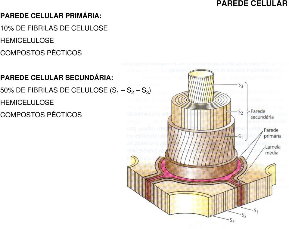 PÉCTICOS PAREDE CELULAR SECUNDÁRIA: 50% DE