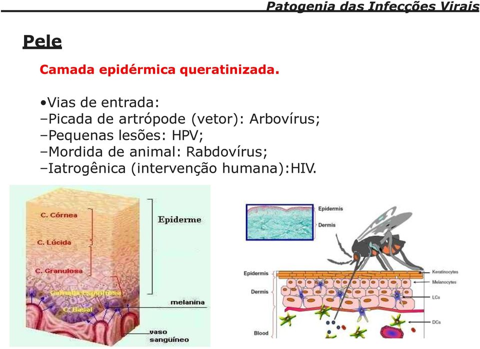 Arbovírus; Pequenas lesões: HPV; Mordida de