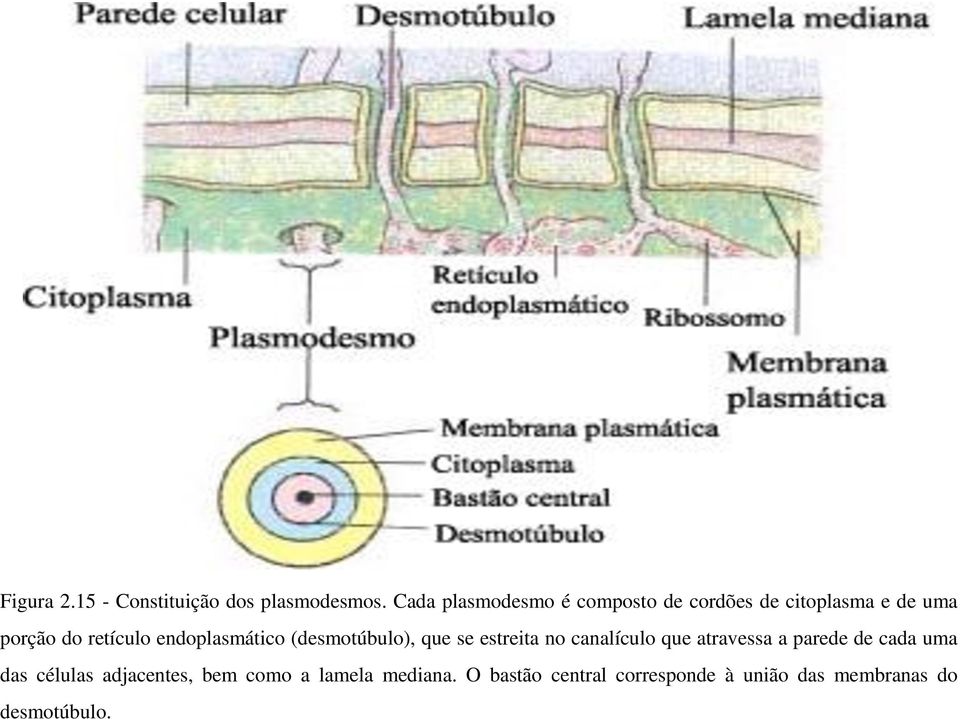 endoplasmático (desmotúbulo), que se estreita no canalículo que atravessa a parede