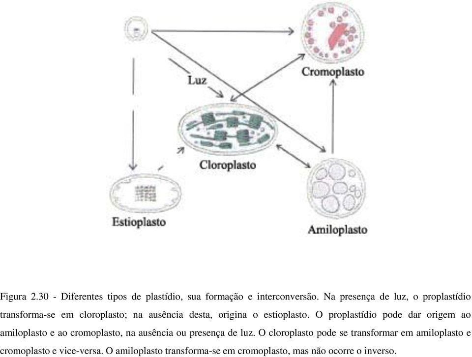 O proplastídio pode dar origem ao amiloplasto e ao cromoplasto, na ausência ou presença de luz.