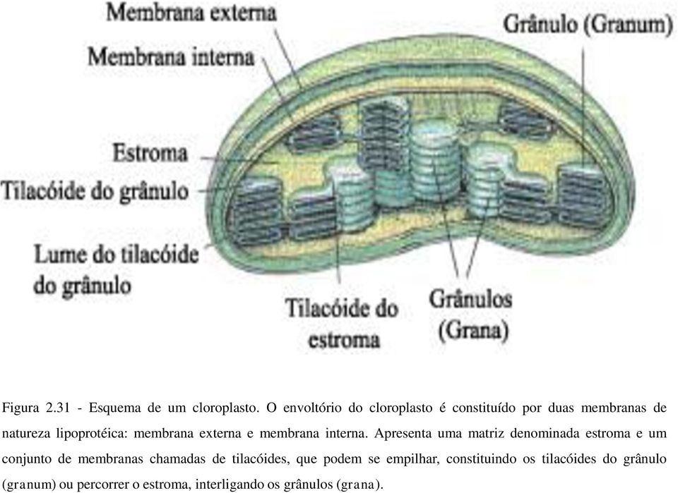 externa e membrana interna.