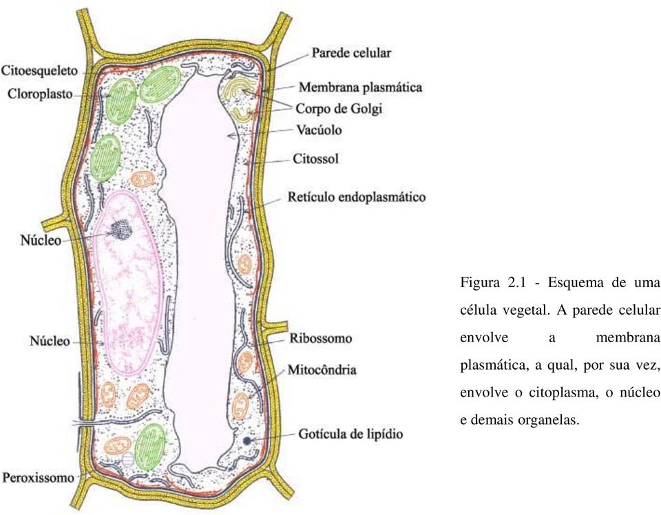 A parede celular envolve a membrana