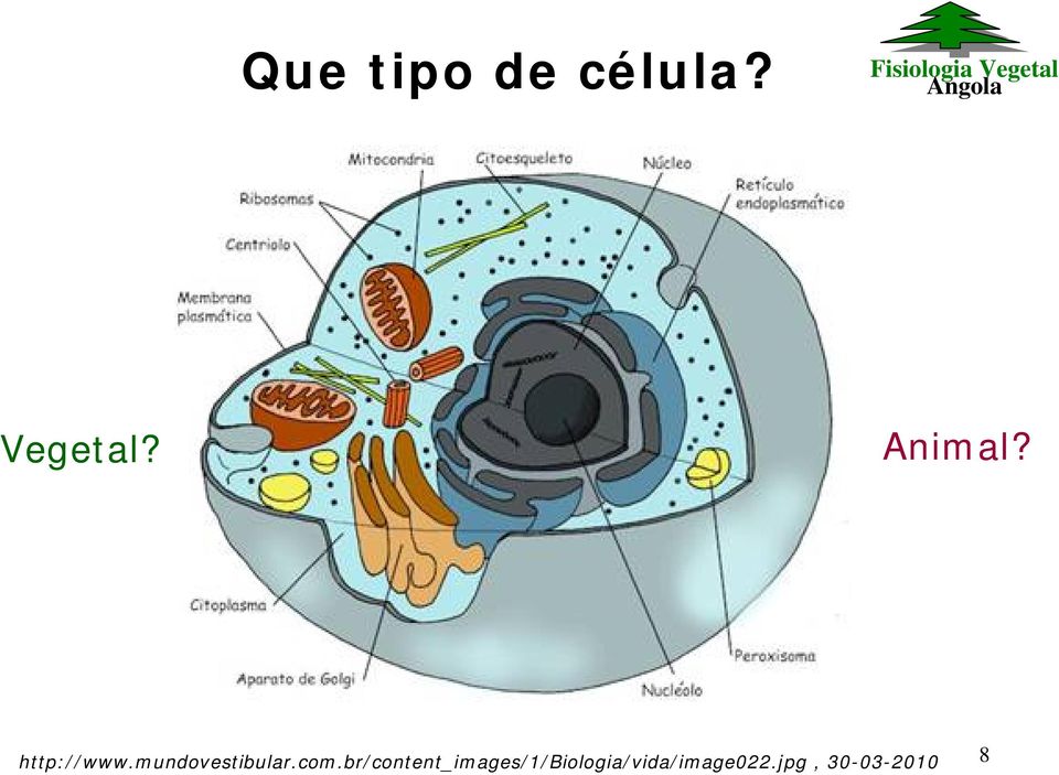 mundovestibular.com.