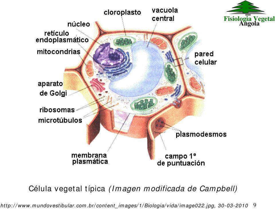 mundovestibular.com.