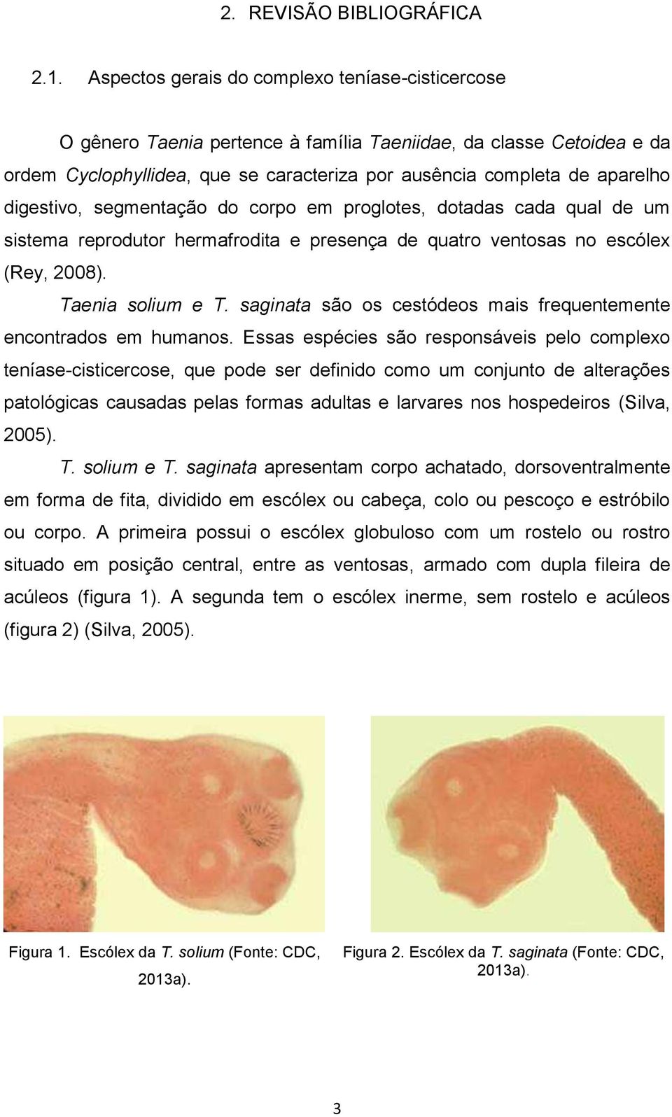 digestivo, segmentação do corpo em proglotes, dotadas cada qual de um sistema reprodutor hermafrodita e presença de quatro ventosas no escólex (Rey, 2008). Taenia solium e T.