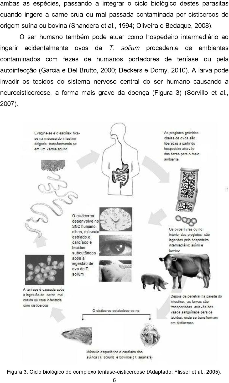solium procedente de ambientes contaminados com fezes de humanos portadores de teníase ou pela autoinfecção (Garcia e Del Brutto, 2000; Deckers e Dorny, 2010).