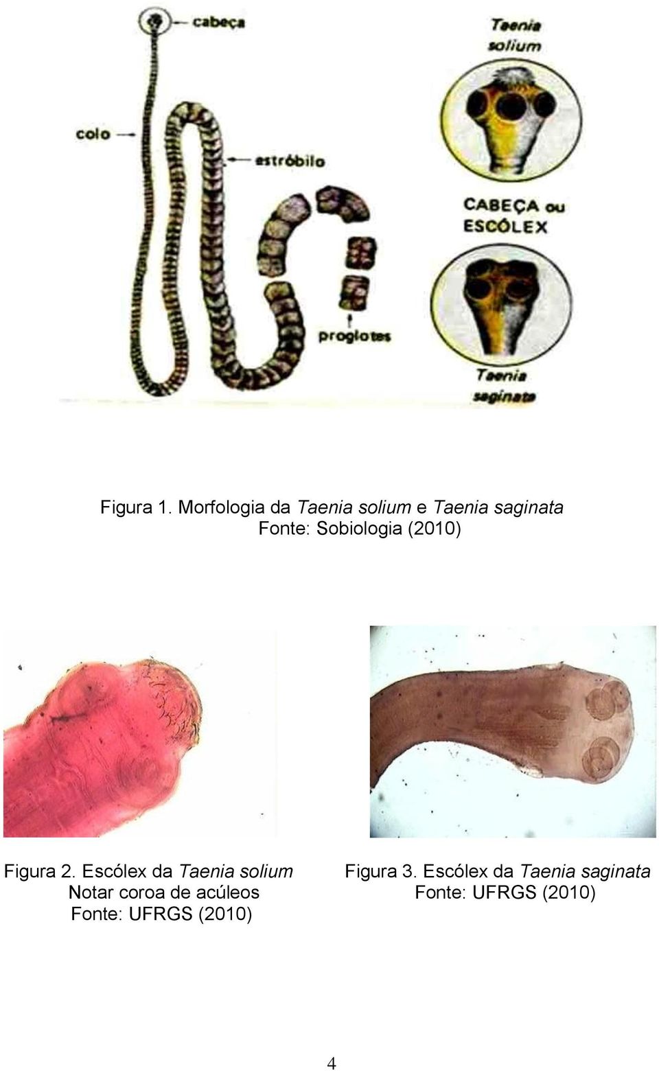 Sobiologia (2010) Figura 2.