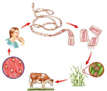 Revisão Cisticercose bovina: A Cisticercose bovina é causada pelo Cysticercus bovis, que é a forma quística da ténia humana Taenia saginata [HERENDA94].