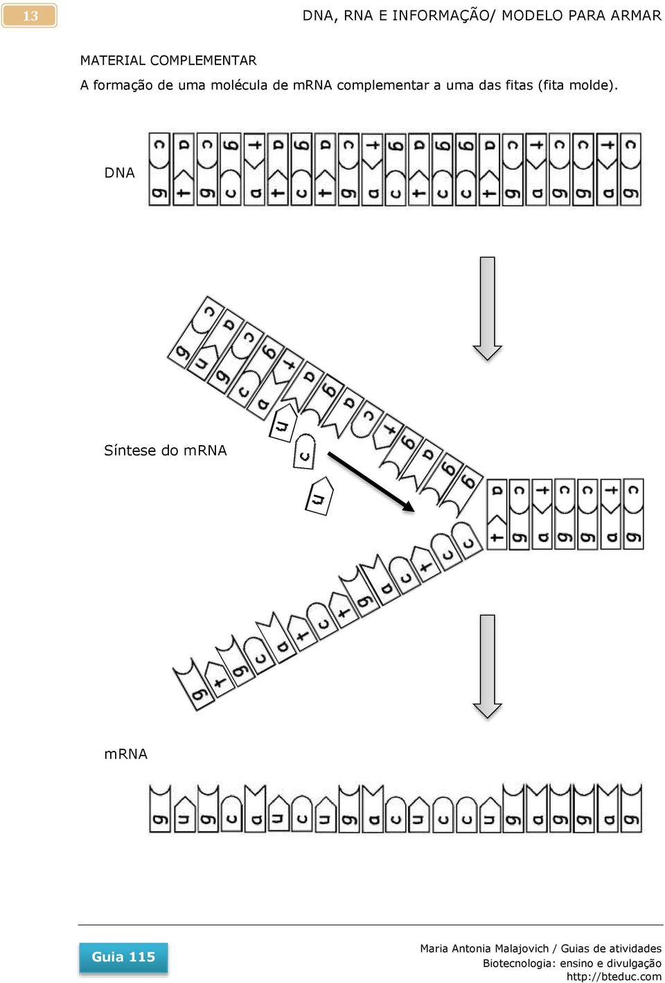 mrna complementar a uma das