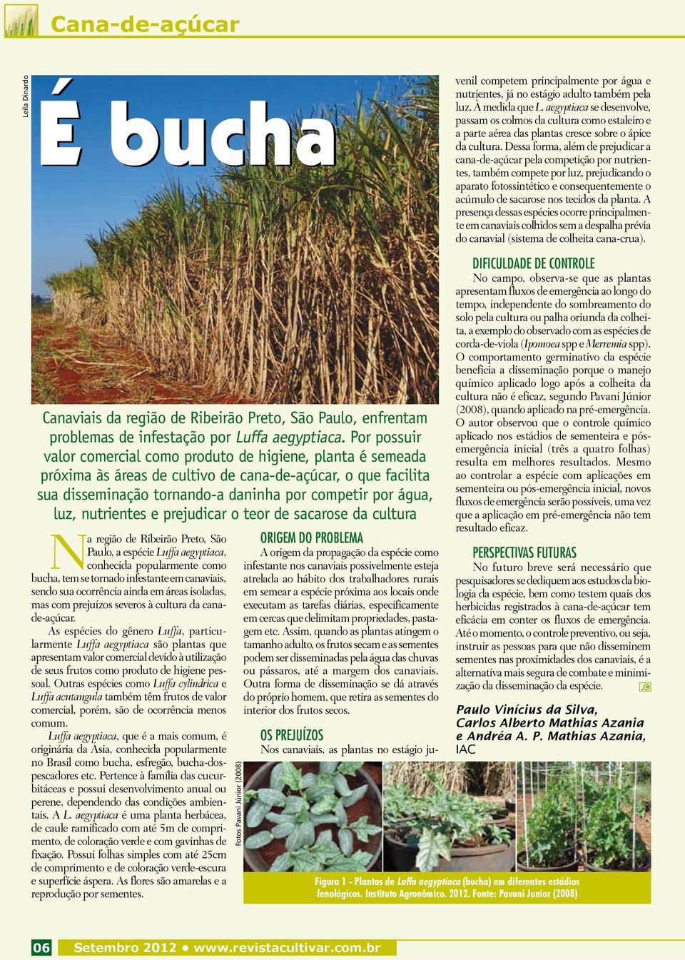 nutrientes e prejudicar o teor de sacarose da cultura Na região de Ribeirão Preto, São Paulo, a espécie Luffa aegyptiaca, conhecida popularmente como bucha, tem se tornado infestante em canaviais,