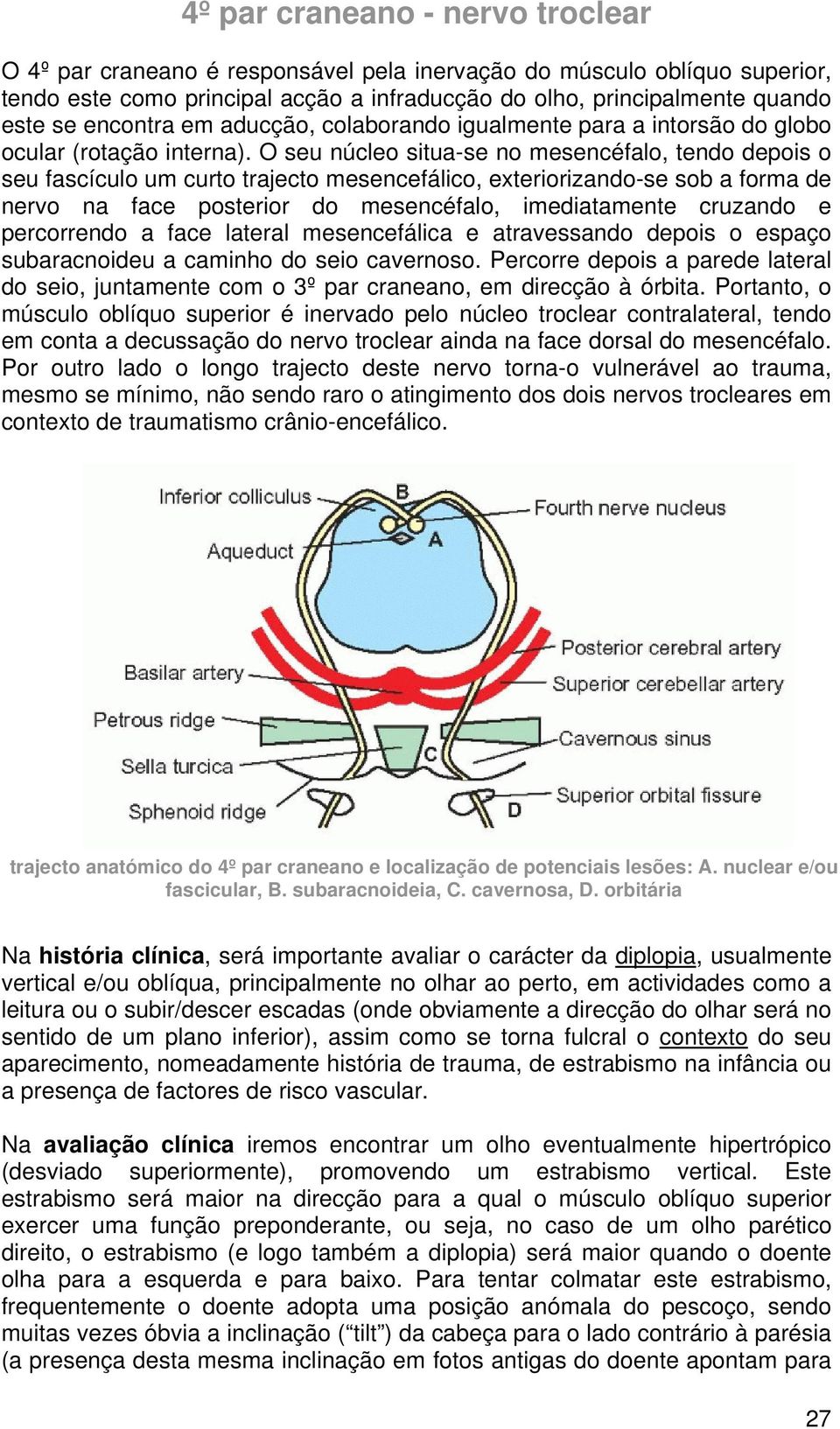 O seu núcleo situa-se no mesencéfalo, tendo depois o seu fascículo um curto trajecto mesencefálico, exteriorizando-se sob a forma de nervo na face posterior do mesencéfalo, imediatamente cruzando e