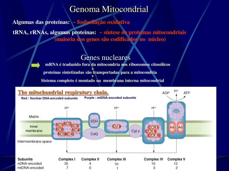 mitocondria nos ribossomos citosólicos proteinas sintetizadas são transportadas para a mitocondria Sistema completo é