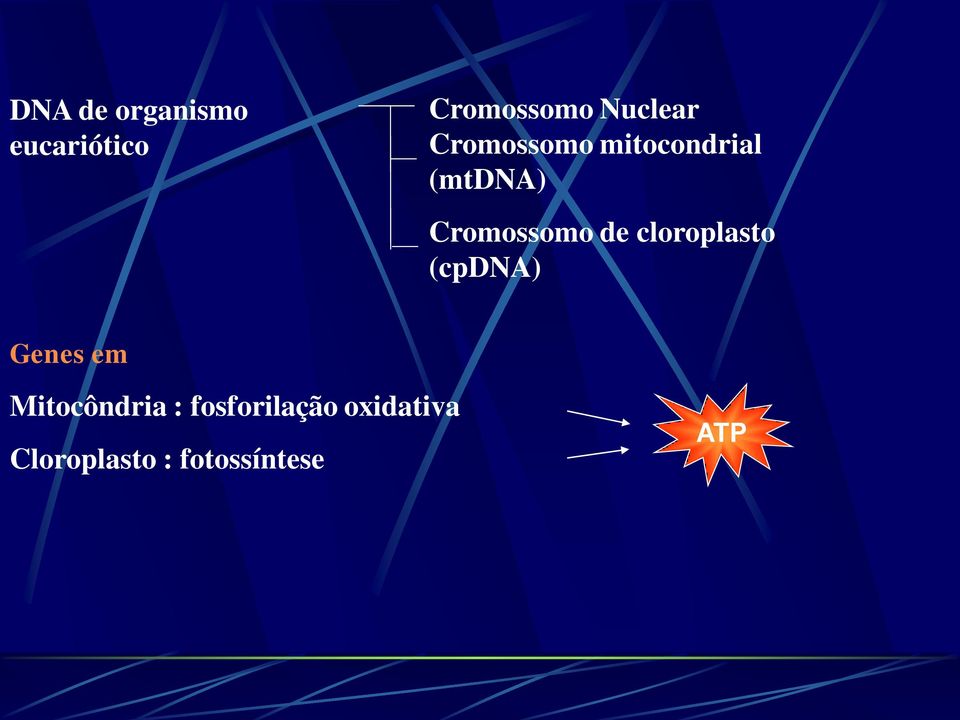 cloroplasto (cpdna) Genes em Mitocôndria :