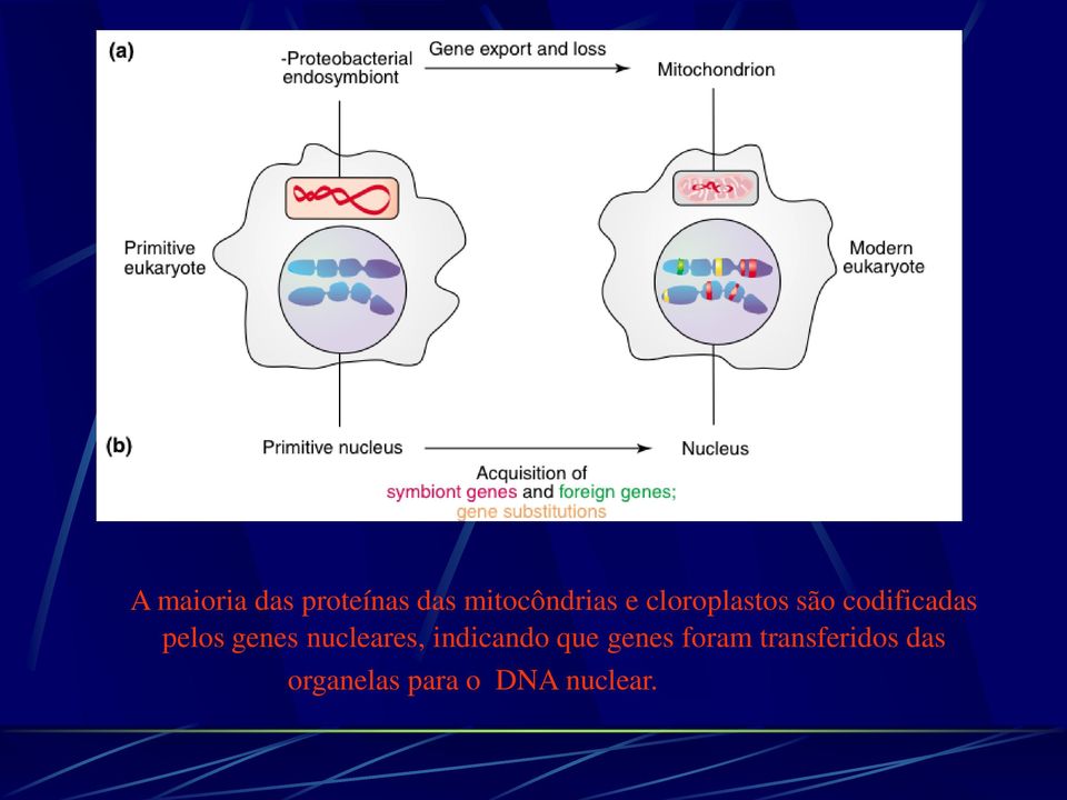 genes nucleares, indicando que genes