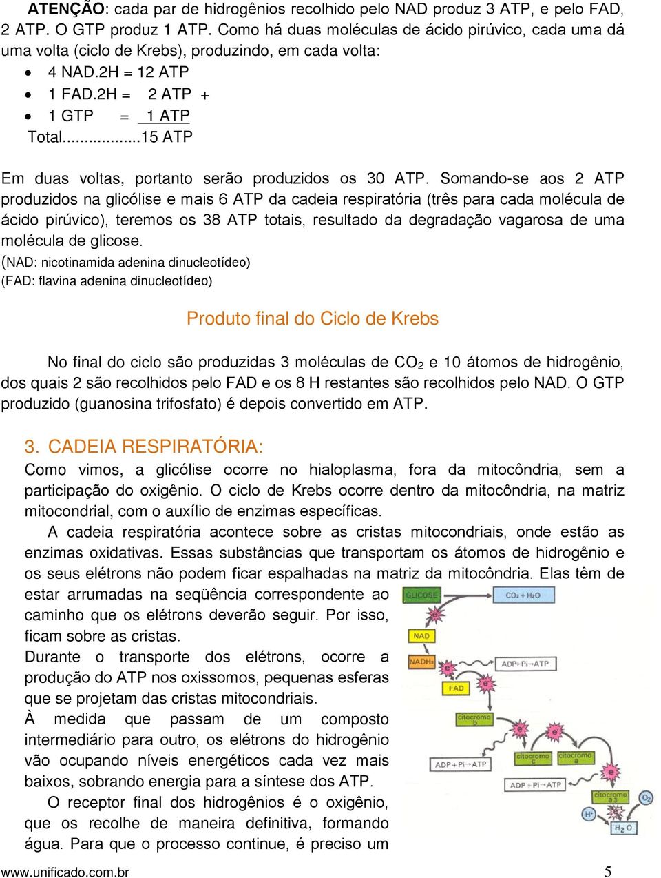 ..15 ATP Em duas voltas, portanto serão produzidos os 30 ATP.