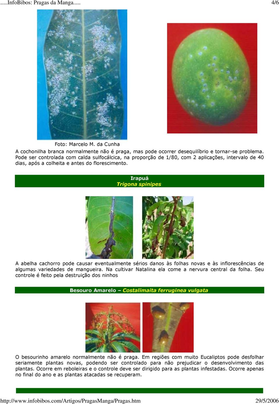 Irapuá Trigona spinipes A abelha cachorro pode causar eventualmente sérios danos às folhas novas e às inflorescências de algumas variedades de mangueira.