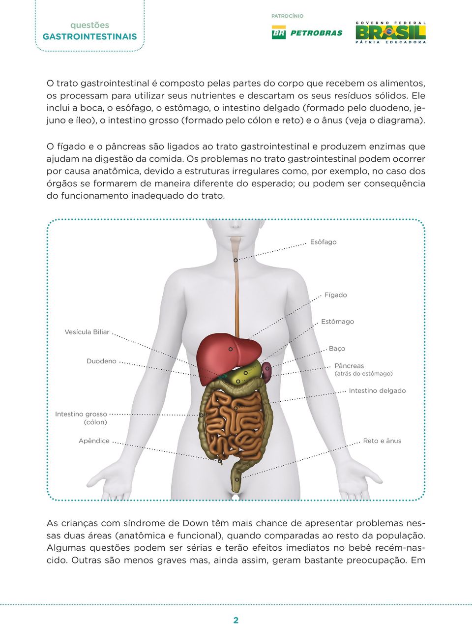 O fígado e o pâncreas são ligados ao trato gastrointestinal e produzem enzimas que ajudam na digestão da comida.
