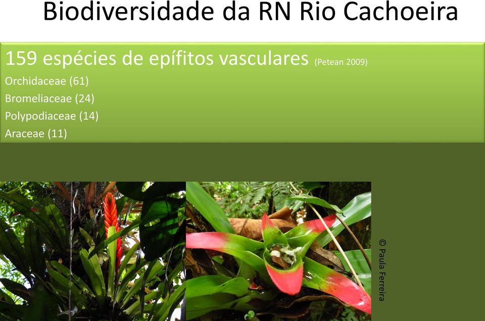 2009) Orchidaceae (61) Bromeliaceae (24)
