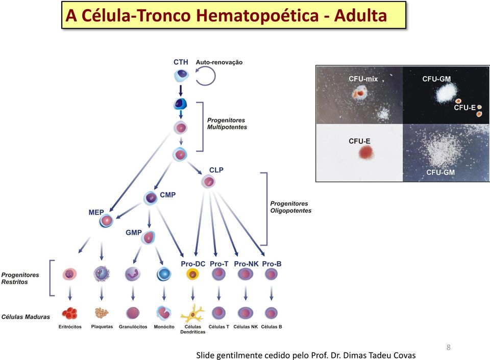 Slide gentilmente cedido