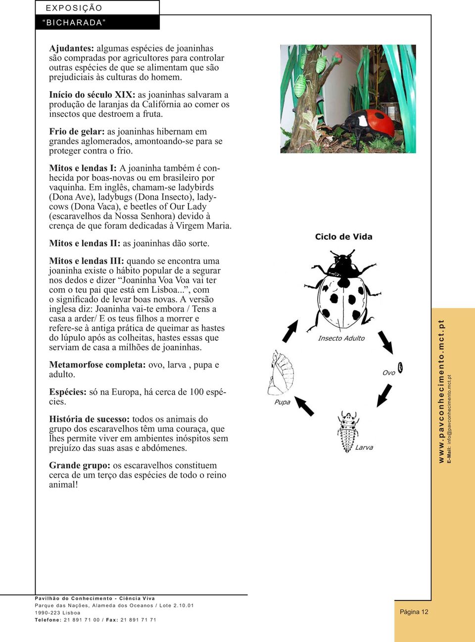 Frio de gelar: as joaninhas hibernam em grandes aglomerados, amontoando-se para se proteger contra o frio. Mitos e lendas I: A joaninha também é conhecida por boas-novas ou em brasileiro por vaquinha.