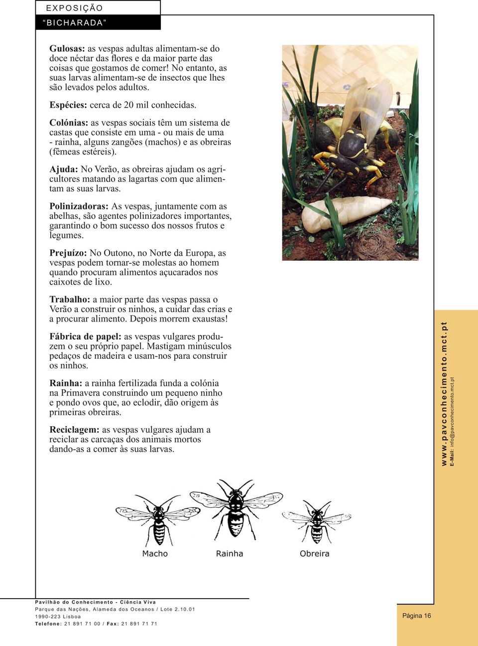 Colónias: as vespas sociais têm um sistema de castas que consiste em uma - ou mais de uma - rainha, alguns zangões (machos) e as obreiras (fêmeas estéreis).