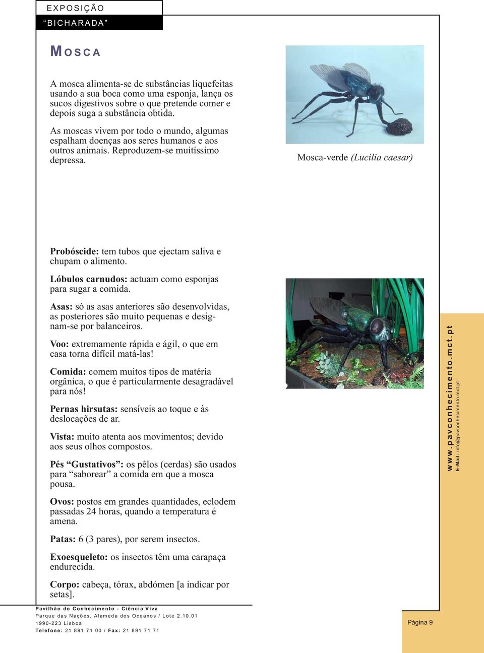 Mosca-verde (Lucilia caesar) Probóscide: tem tubos que ejectam saliva e chupam o alimento. Lóbulos carnudos: actuam como esponjas para sugar a comida.