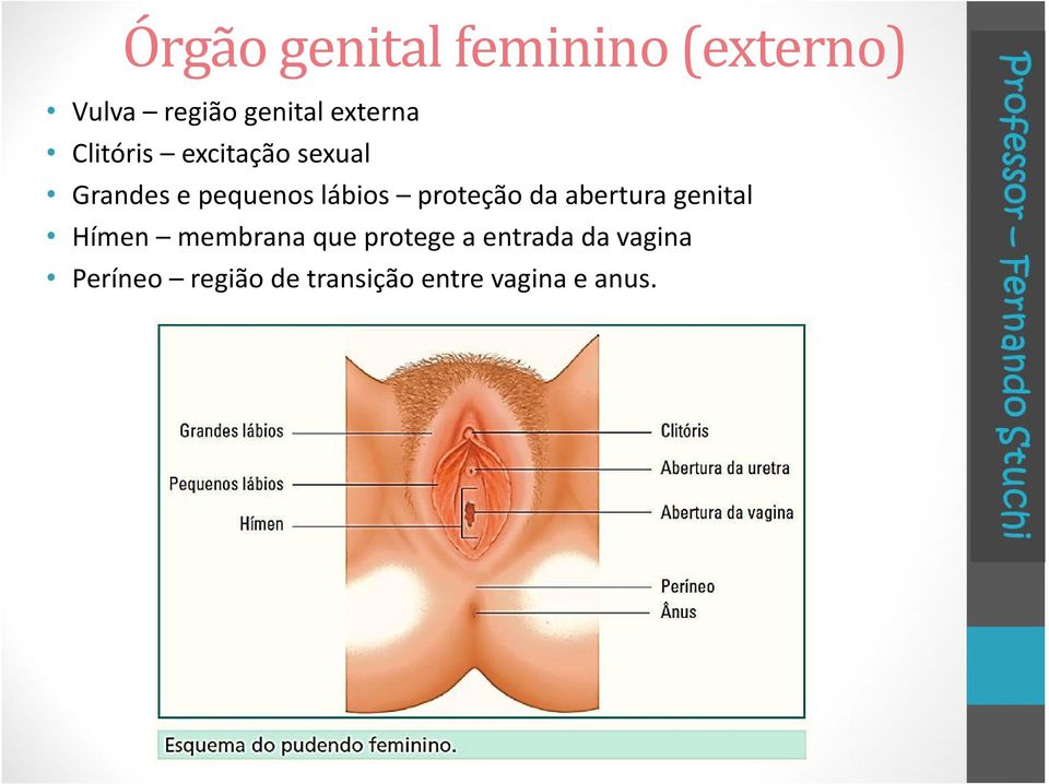 proteção da abertura genital Hímen membrana que protege a