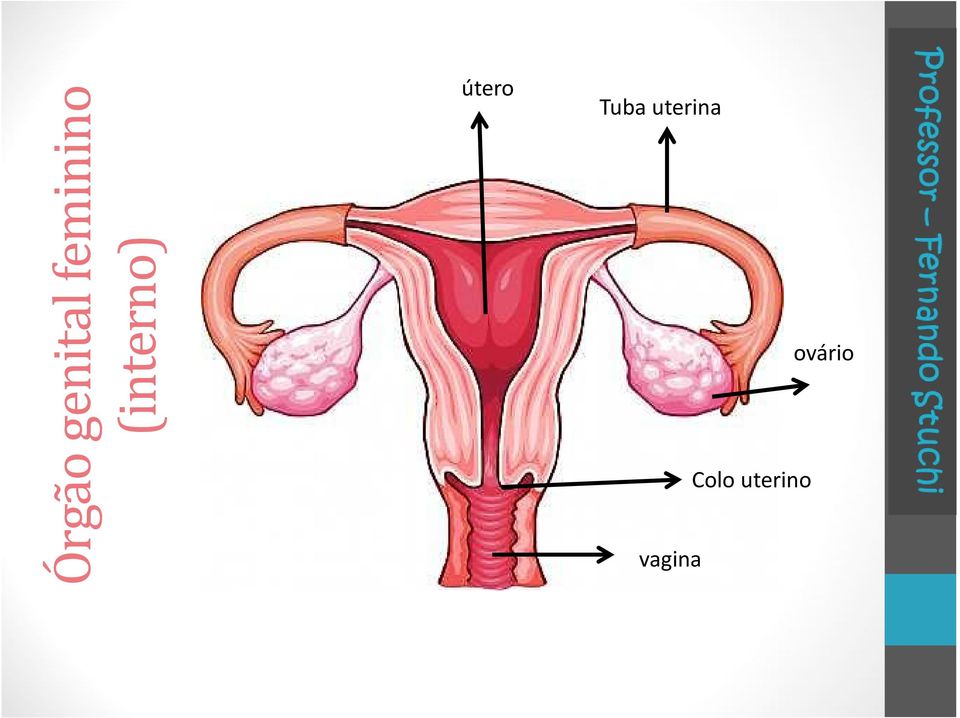 útero Tuba uterina