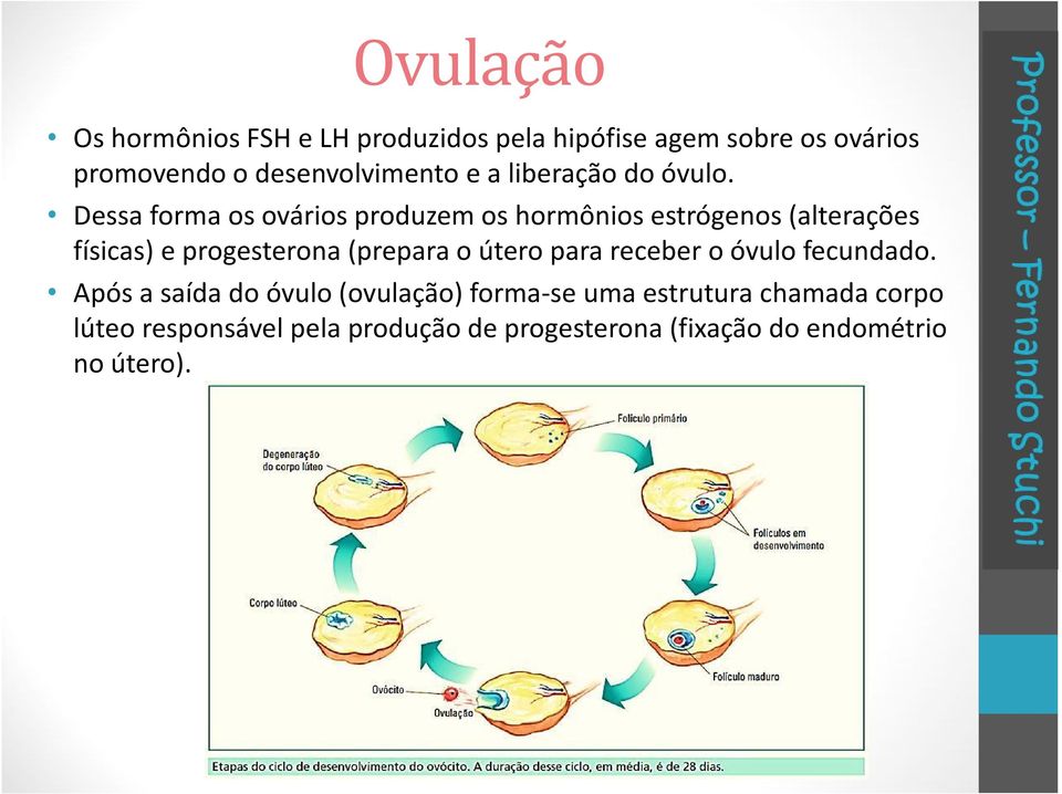 Dessa forma os ovários produzem os hormônios estrógenos (alterações físicas) e progesterona (prepara o