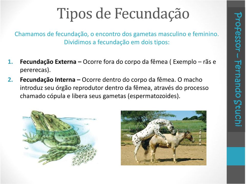 Fecundação Externa Ocorre fora do corpo da fêmea ( Exemplo rãs e pererecas). 2.