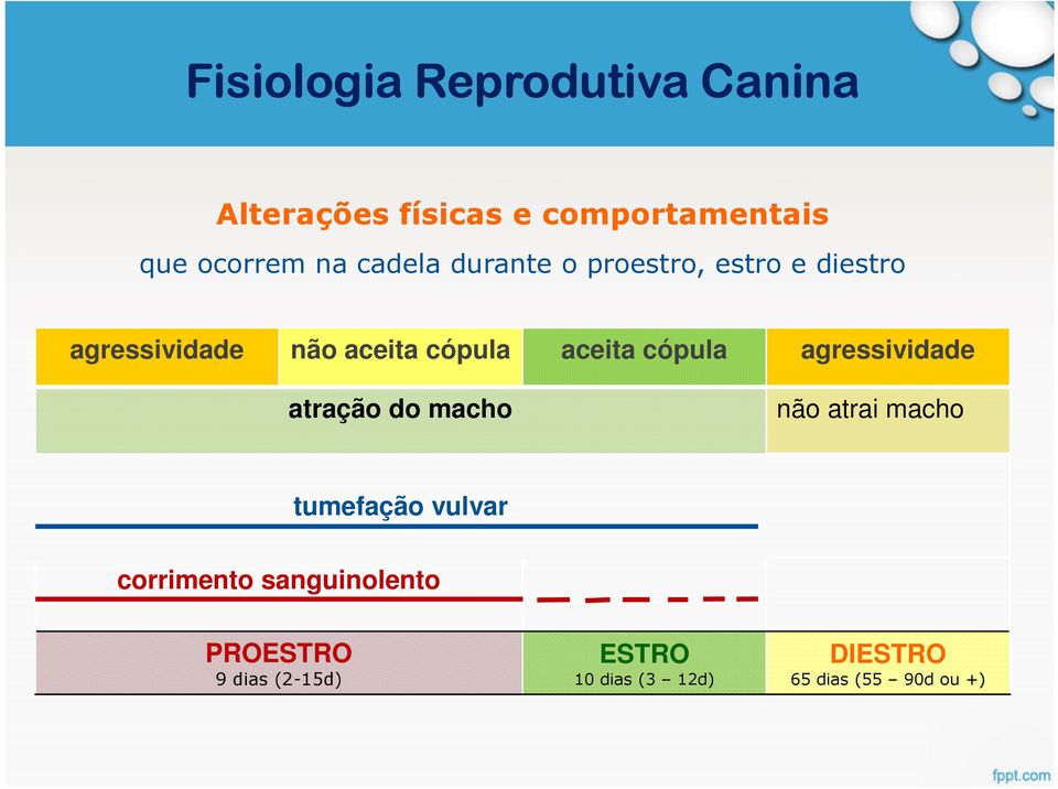 cópula agressividade atração do macho não atrai macho tumefação vulvar corrimento