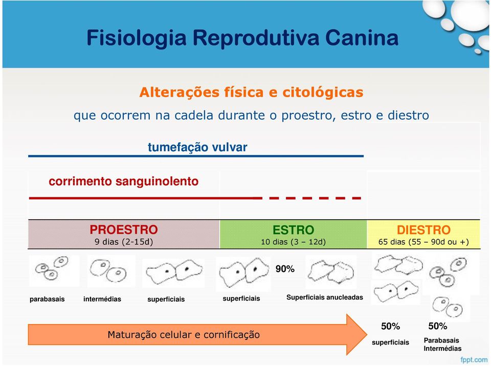 10 dias (3 12d) DIESTRO 65 dias (55 90d ou +) 90% parabasais intermédias superficiais