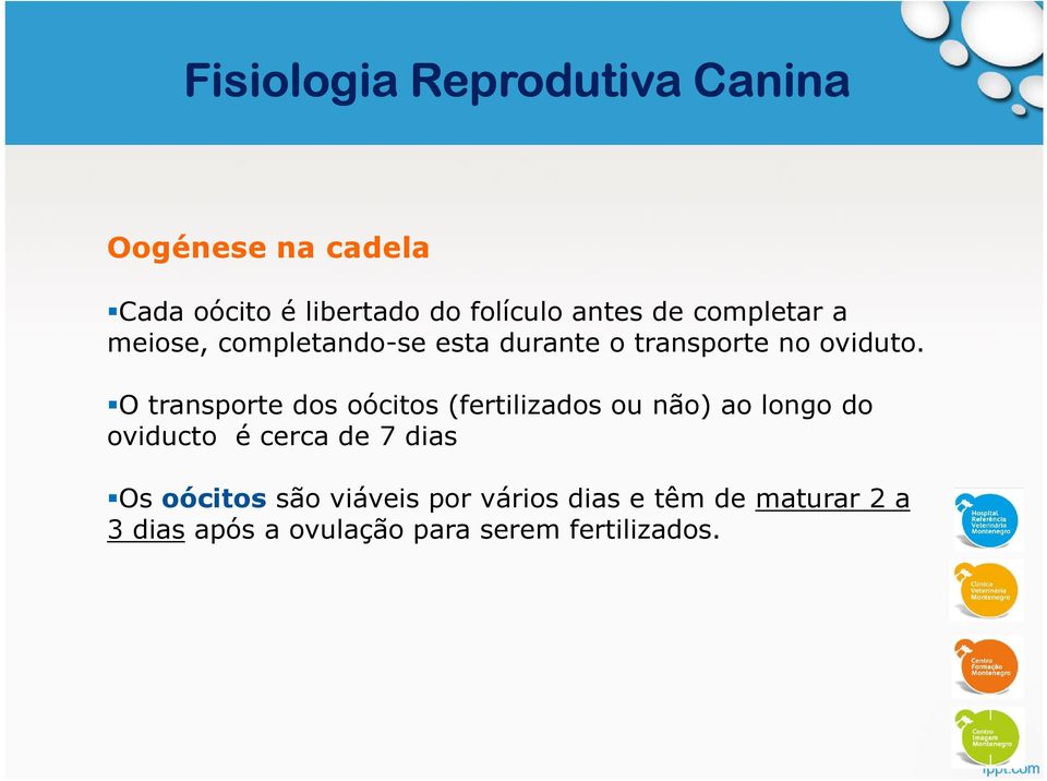 O O transporte dos oócitos (fertilizados ou não) ao longo do oviducto é cerca de 7 dias Os