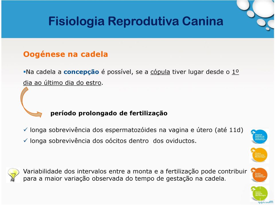 período prolongado de fertilização longa sobrevivência dos espermatozóides na vagina e útero (até 11d) longa