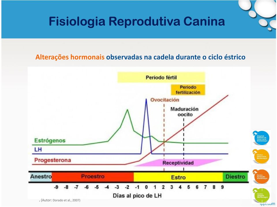 na cadela durante o ciclo