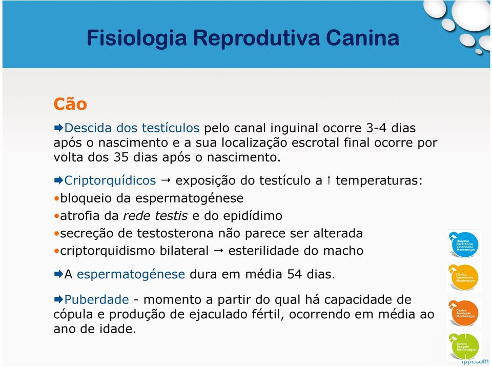 Criptorquídicos exposição do testículo a temperaturas: bloqueio da espermatogénese atrofia da rede testis e do epidídimo secreção de testosterona