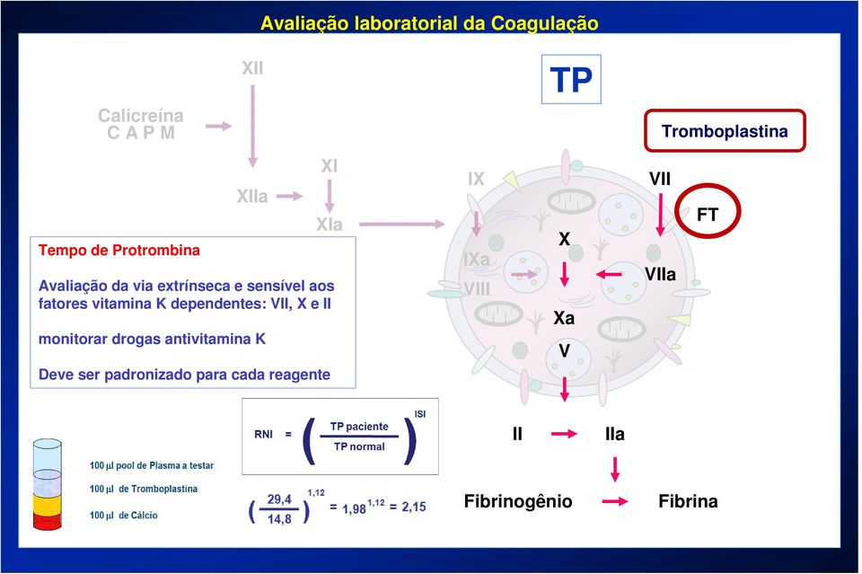 vitamina K dependentes: VII, X e II monitorar drogas antivitamina K Deve ser