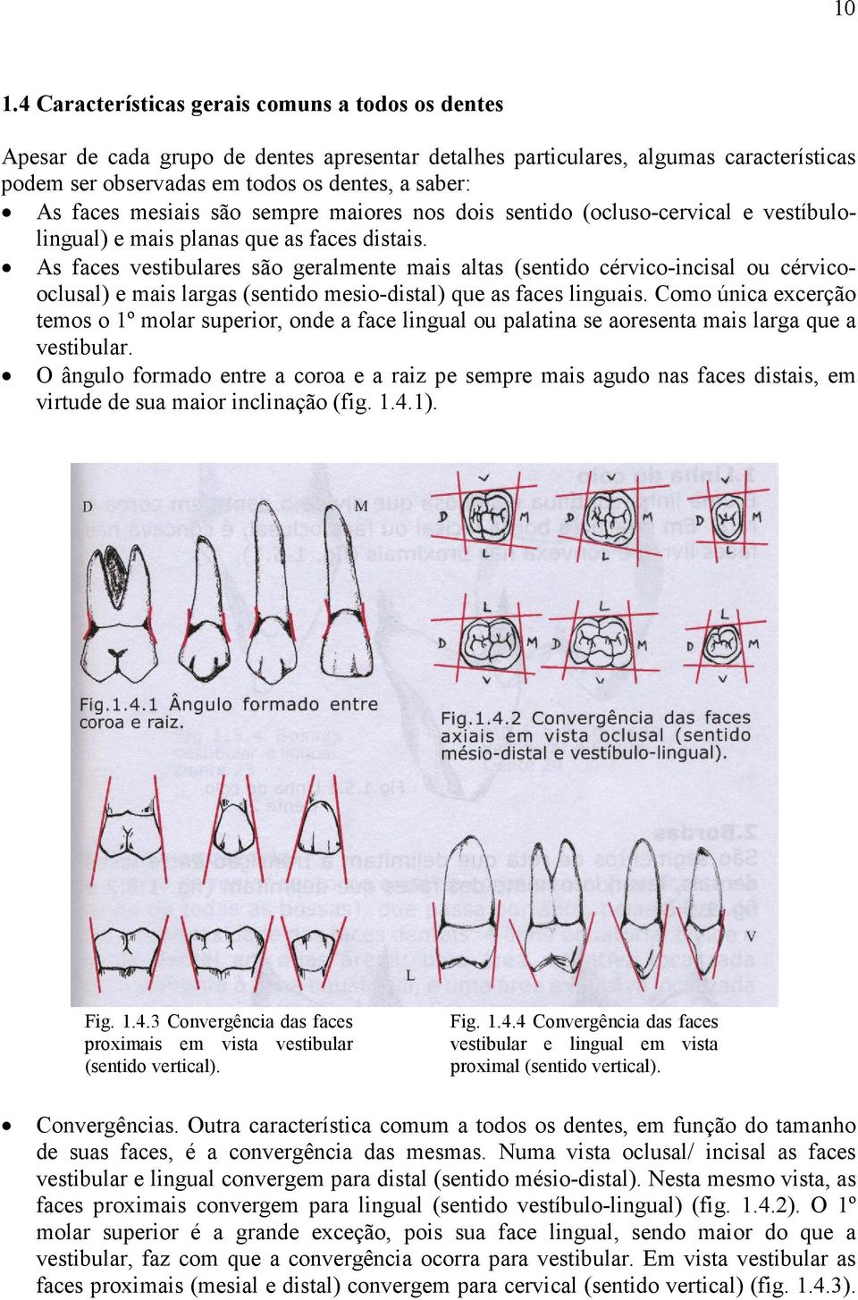 As faces vestibulares são geralmente mais altas (sentido cérvico-incisal ou cérvicooclusal) e mais largas (sentido mesio-distal) que as faces linguais.