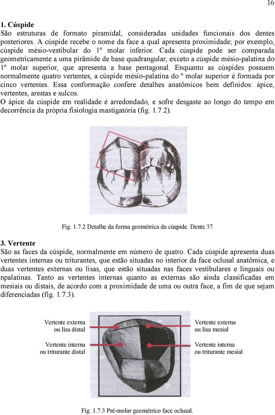 Cada cúspide pode ser comparada geometricamente a uma pirâmide de base quadrangular, exceto a cúspide mésio-palatina do 1º molar superior, que apresenta a base pentagonal.